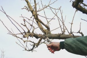 Schnittkurs an Obstbäumen, Sträuchern und Stauden in KL-Dansenberg @ OGV Kaiserslautern-Dansenberg e.V.